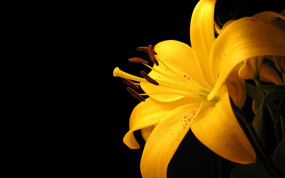 yellow lily resized